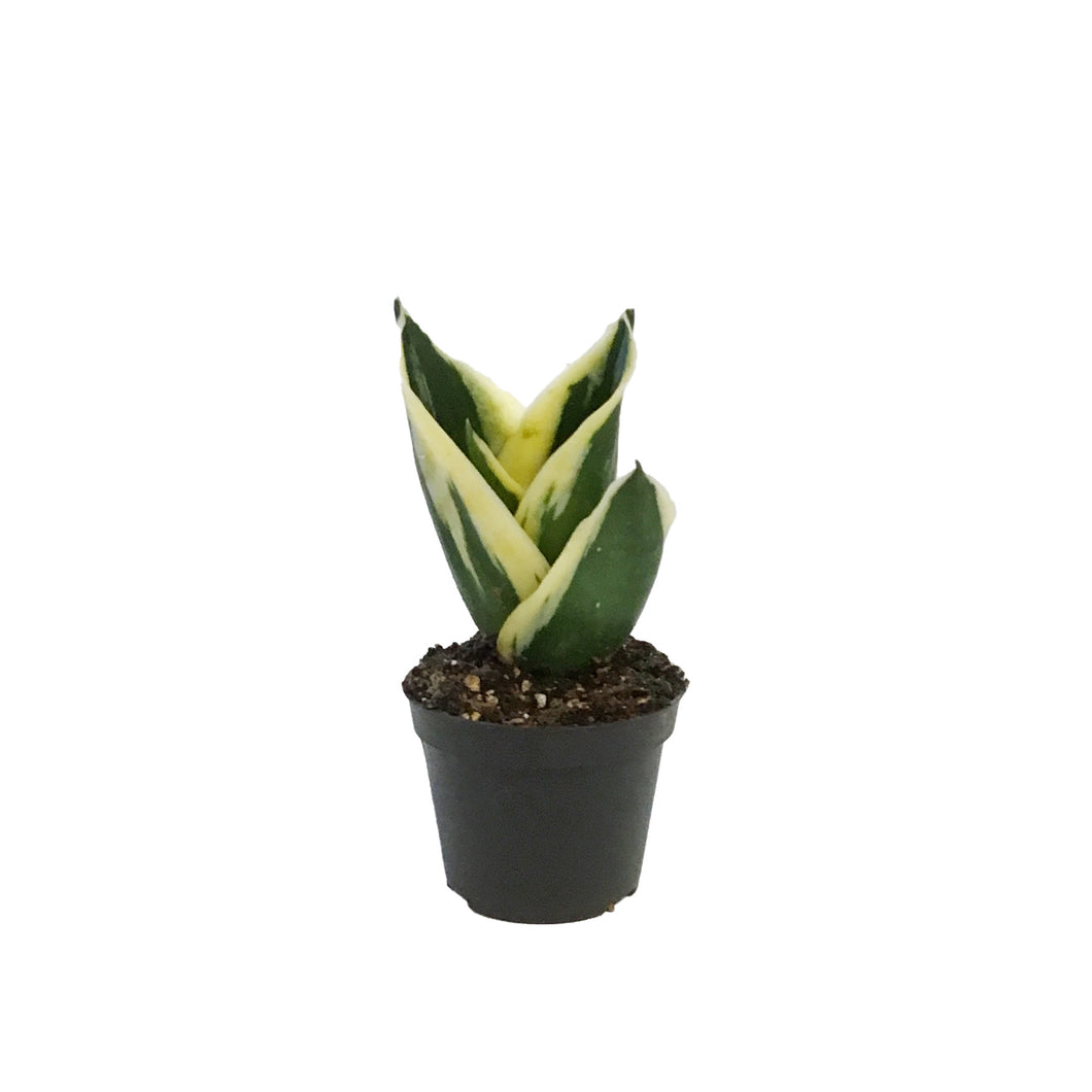 Sansevieria, 2.5in, Hahnii Lotus