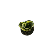 Load image into Gallery viewer, Sansevieria, 2.5in, Hahnii Golden
