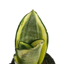 Load image into Gallery viewer, Sansevieria, 2.5in, Hahnii Golden
