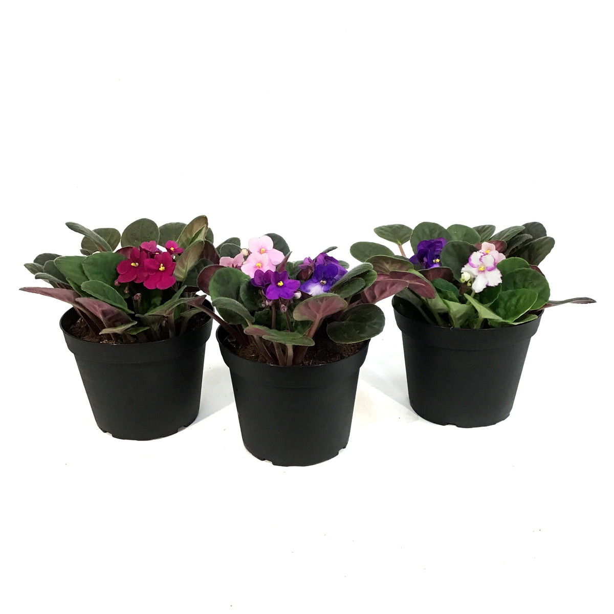 African Violet, 6in
