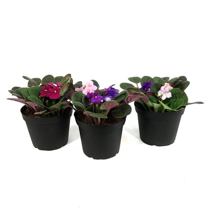 African Violet, 6in