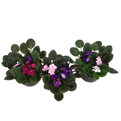 African Violet, 6in