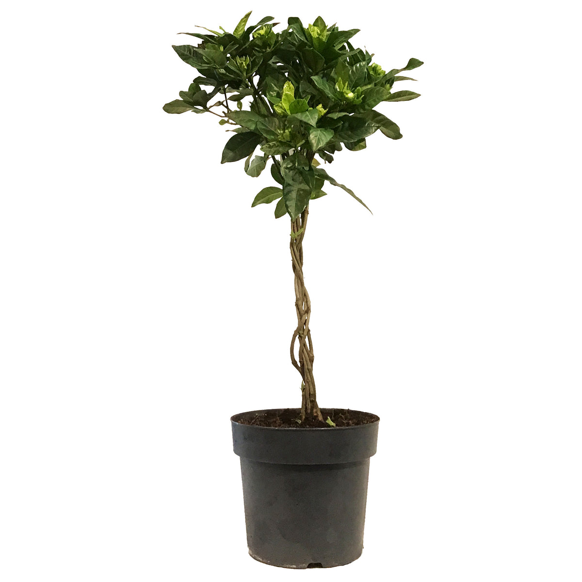 Gardenia, 8in, Topiary