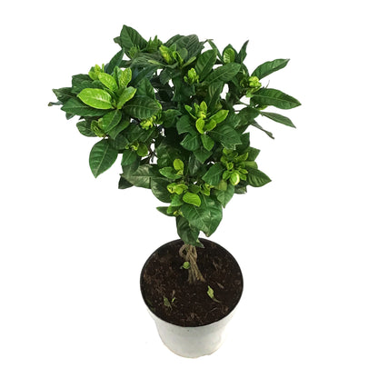 Gardenia, 8in, Topiary