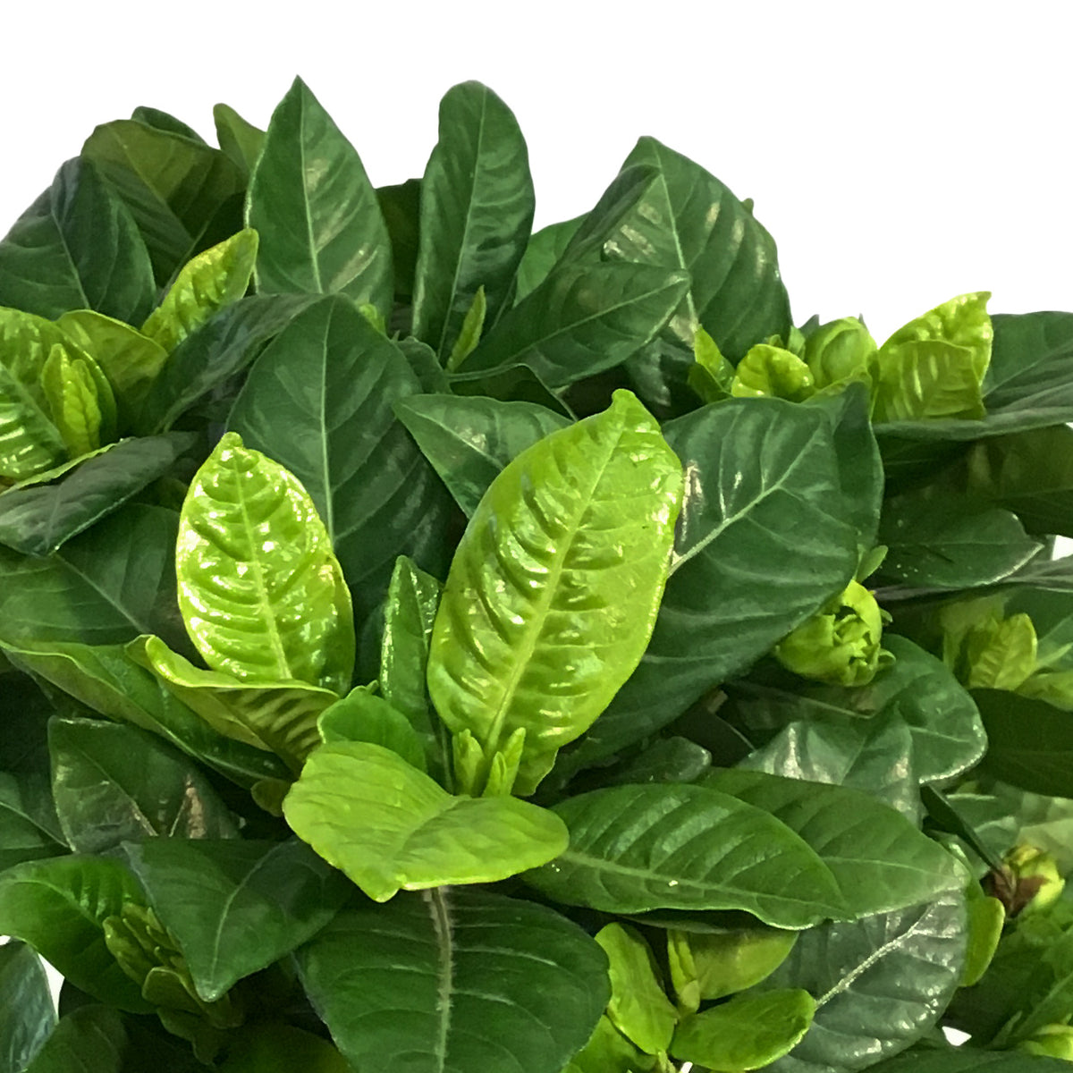 Gardenia, 8in, Topiary