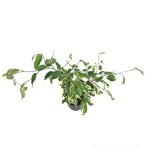 Ficus, 5in, Benjamina Variegated