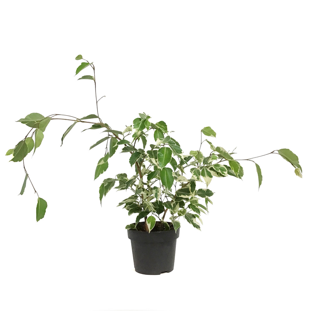 Ficus, 5in, Benjamina Variegated