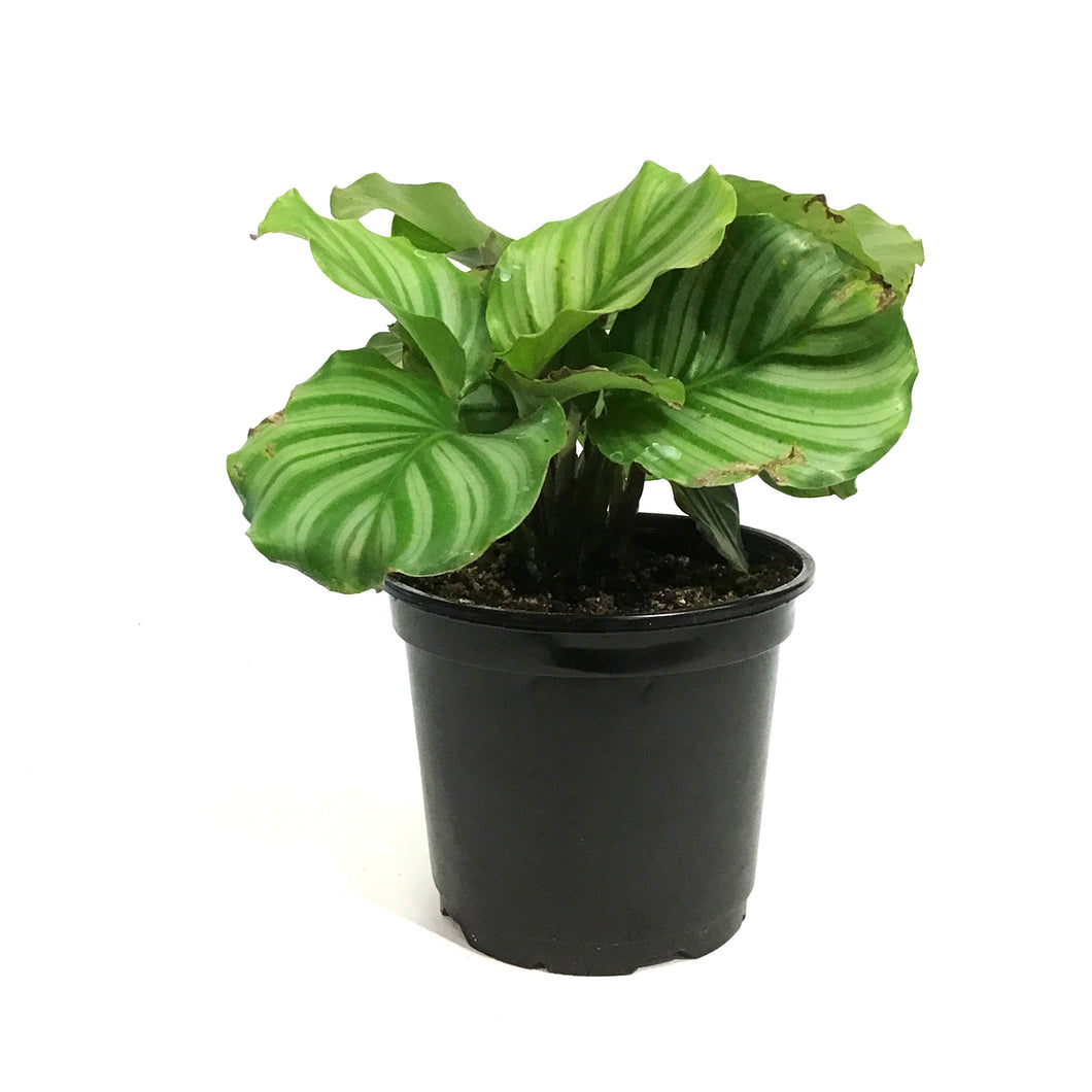 Calathea, 6in, Orbifolia