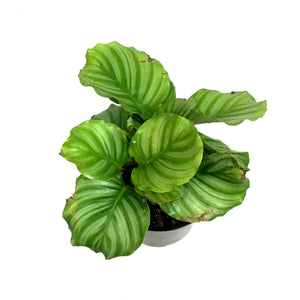 Calathea, 6in, Orbifolia