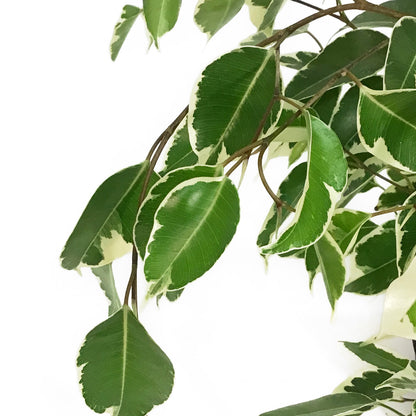 Ficus, 6in, Benjamina Variegated