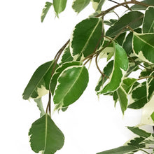 Load image into Gallery viewer, Ficus, 6in, Benjamina Variegated
