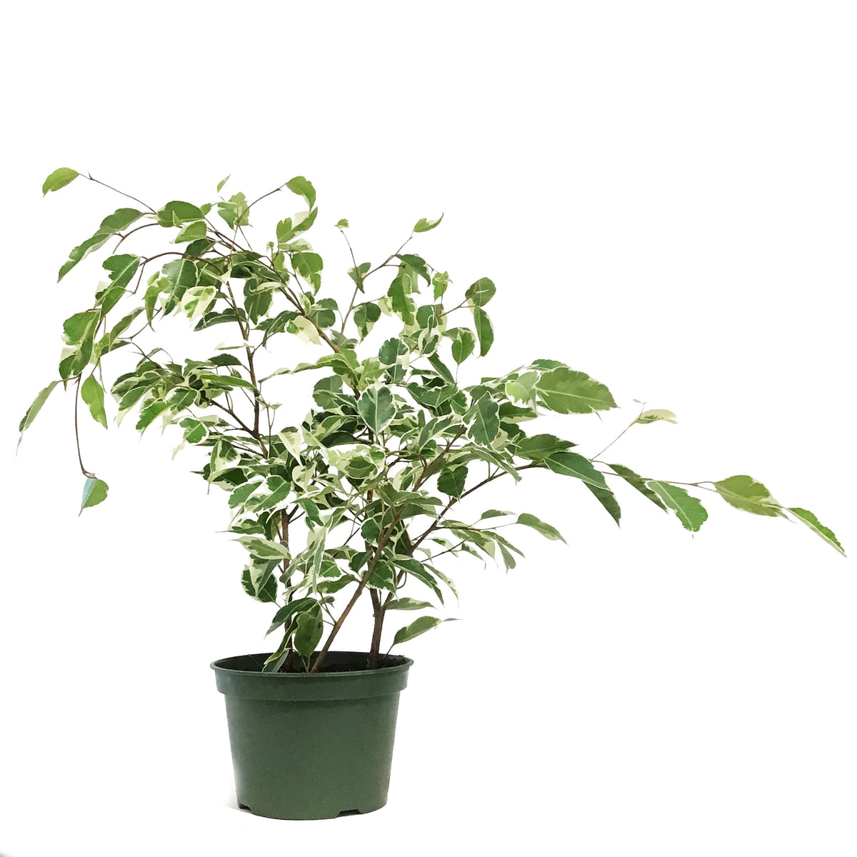 Ficus, 6in, Benjamina Variegated
