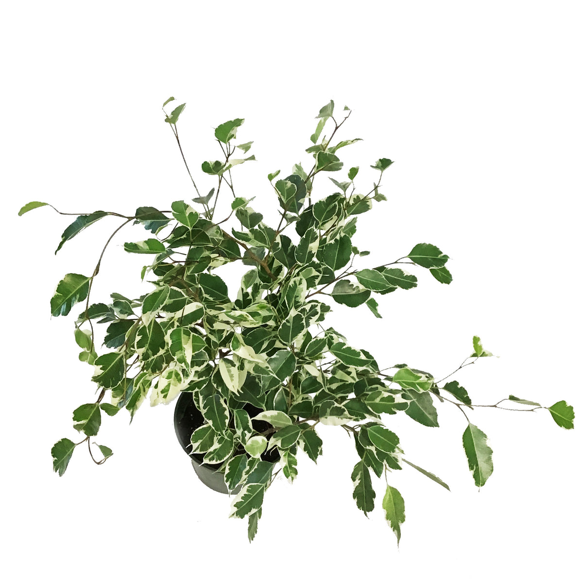 Ficus, 6in, Benjamina Variegated