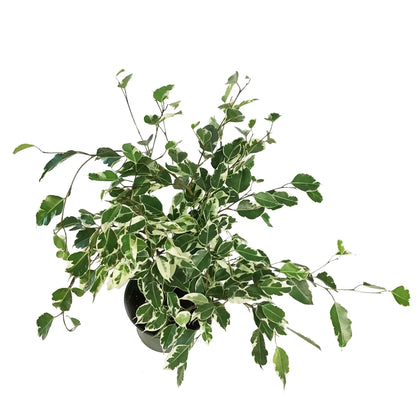 Ficus, 6in, Benjamina Variegated