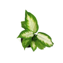 Load image into Gallery viewer, Dieffenbachia, 3.5in, Camille
