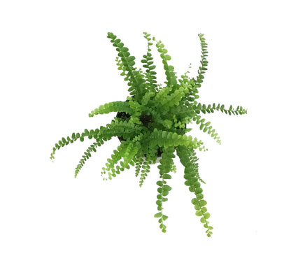 Fern, 3.5in, Lemon Button