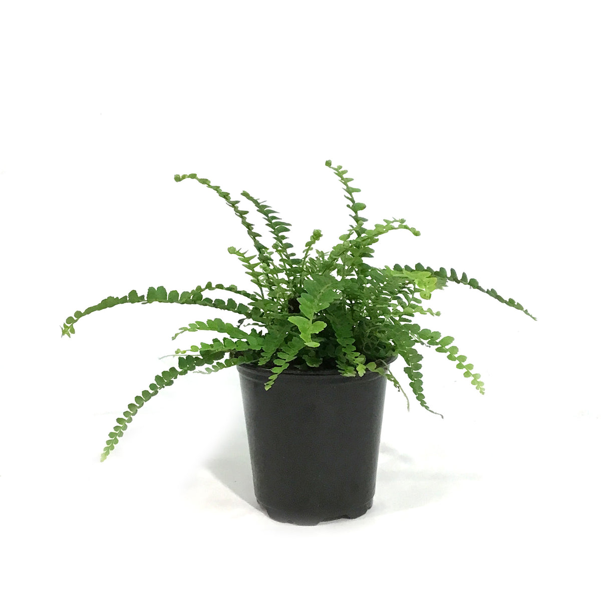 Fern, 3.5in, Lemon Button