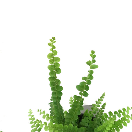 Fern, 3.5in, Lemon Button