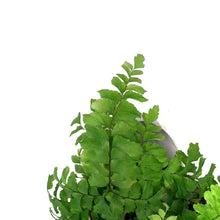 Load image into Gallery viewer, Fern, 3.5in, Maidenhair Scutum Roseum
