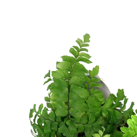 Fern, 3.5in, Maidenhair Scutum Roseum