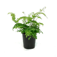 Load image into Gallery viewer, Fern, 3.5in, Maidenhair Scutum Roseum
