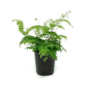 Fern, 3.5in, Maidenhair Scutum Roseum
