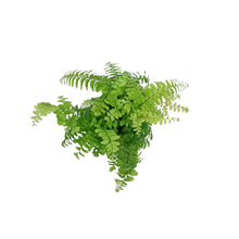 Load image into Gallery viewer, Fern, 3.5in, Maidenhair Scutum Roseum
