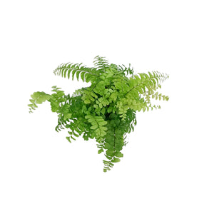 Fern, 3.5in, Maidenhair Scutum Roseum