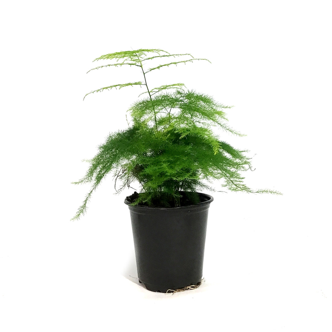 Fern, 3.5in, Plumosa