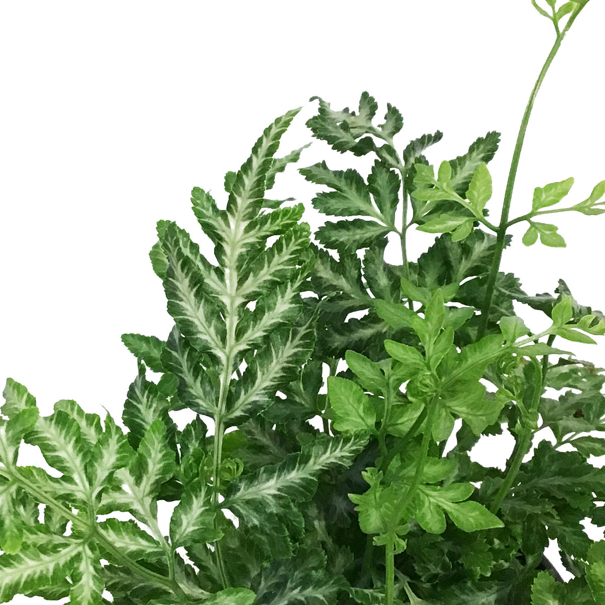 Fern, 3.5in, Silver Lace