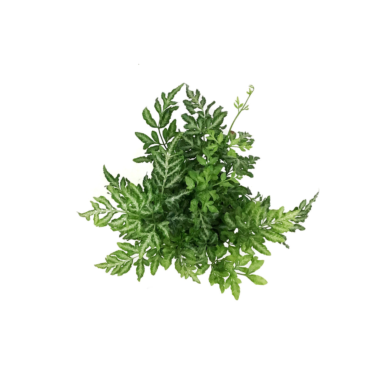Fern, 3.5in, Silver Lace