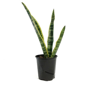 Sansevieria, 3.5in, Laurentii