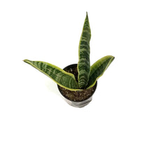 Load image into Gallery viewer, Sansevieria, 3.5in, Laurentii
