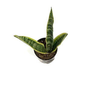 Sansevieria, 3.5in, Laurentii