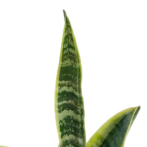 Sansevieria, 3.5in, Laurentii