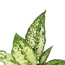 Load image into Gallery viewer, Aglaonema, 6in, Wintry Winehouse
