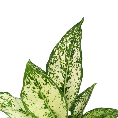 Aglaonema, 6in, Wintry Winehouse