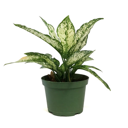 Aglaonema, 6in, Wintry Winehouse