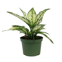 Load image into Gallery viewer, Aglaonema, 6in, Wintry Winehouse
