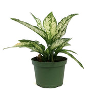 Aglaonema, 6in, Wintry Winehouse