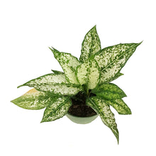 Load image into Gallery viewer, Aglaonema, 6in, Wintry Winehouse
