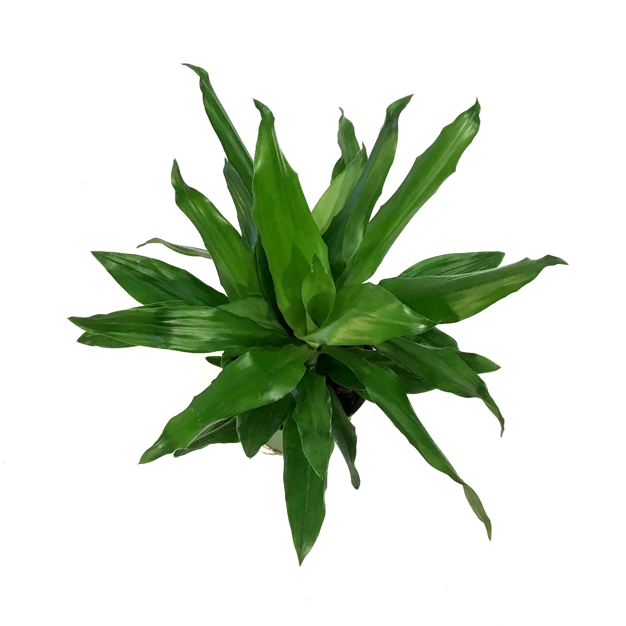 dracaena steudneri cintho Dracaena, 6in, Steudneri Emerald – Floral Acres Greenhouse & Garden Centre