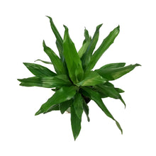 Load image into Gallery viewer, Dracaena, 6in, Steudneri Emerald
