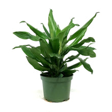 Load image into Gallery viewer, Dracaena, 6in, Steudneri Emerald
