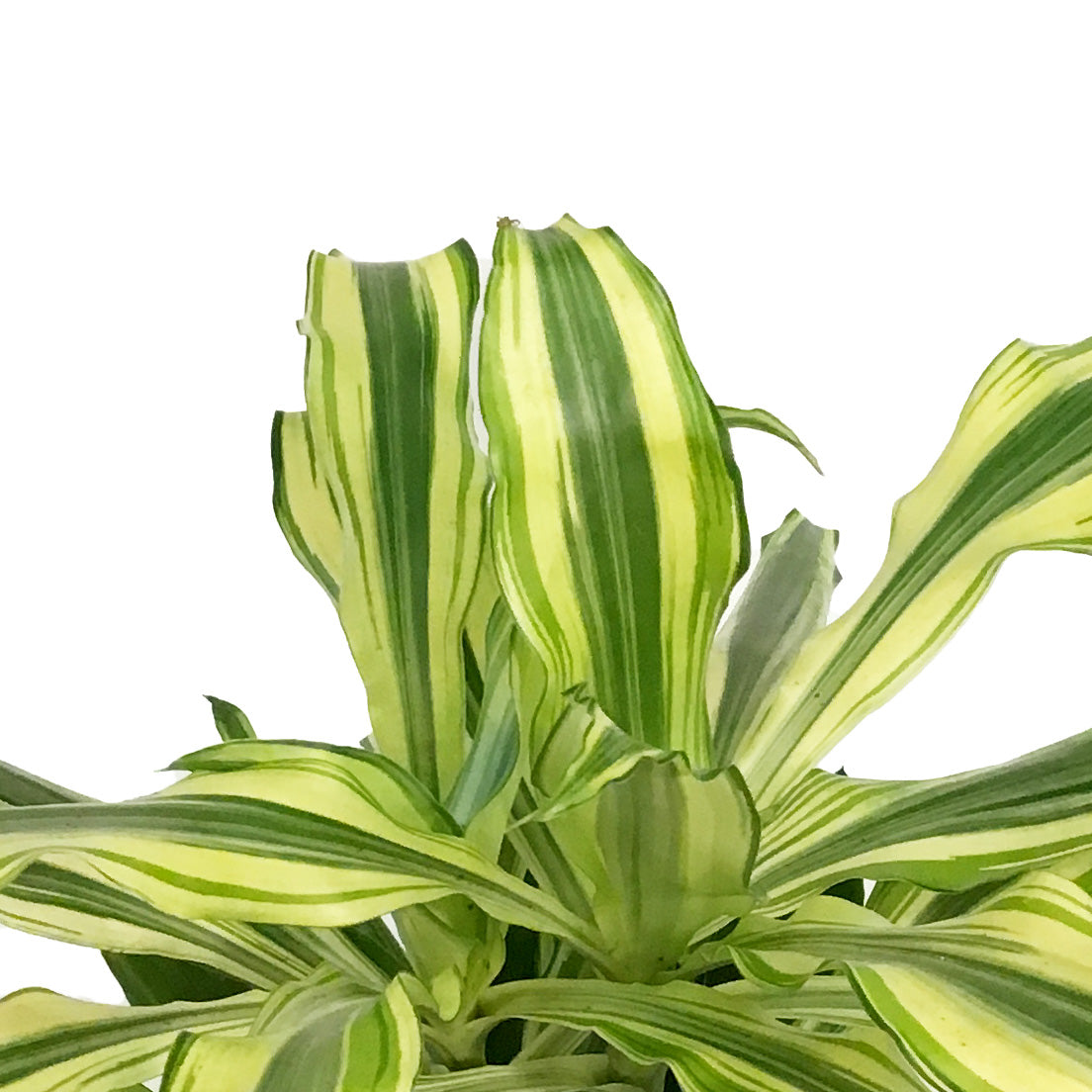 Dracaena, 6in, Sol