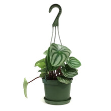 Load image into Gallery viewer, Peperomia, 6in HB, Watermelon
