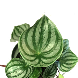 Peperomia, 6in HB, Watermelon