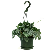 Load image into Gallery viewer, Peperomia, 6in HB, Silver Frost
