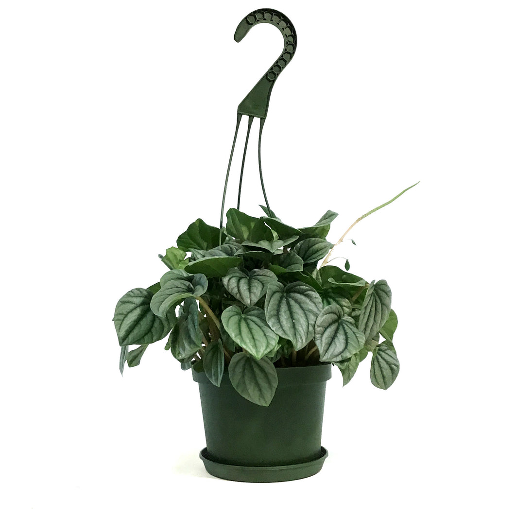 Peperomia, 6in HB, Silver Frost