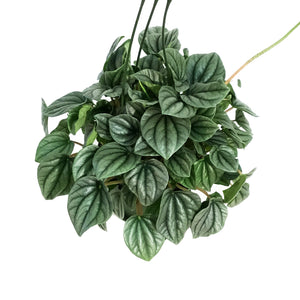 Peperomia, 6in HB, Silver Frost